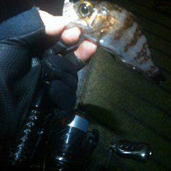 メバリングアジング